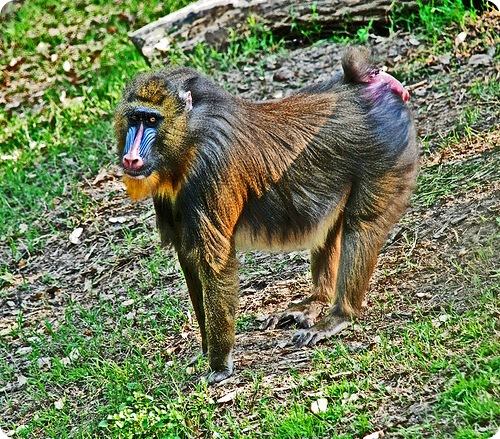 Смешные анекдоты про обезьян