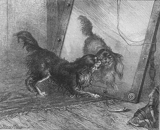 Собака и зеркало